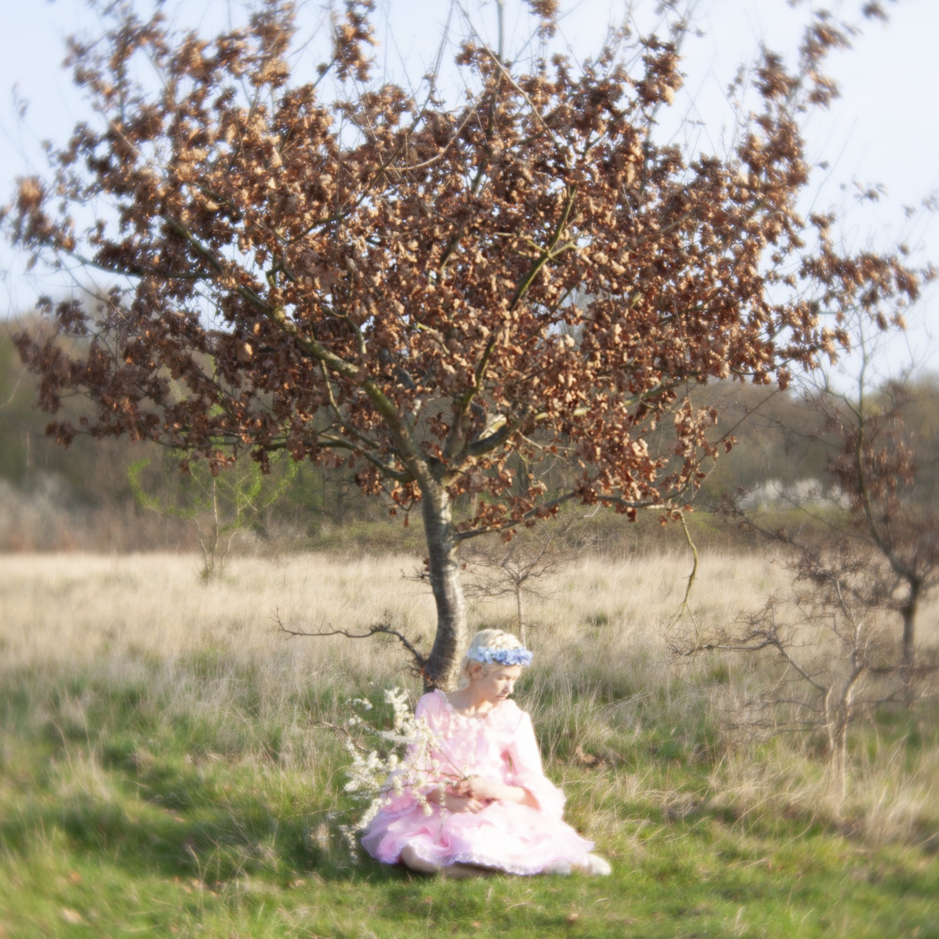 The Sparrow Whom Became a Swan album cover